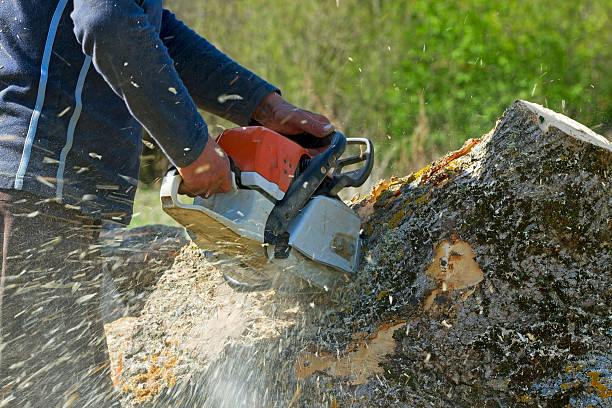 Best Arborist Consultation Services  in Independence, KS